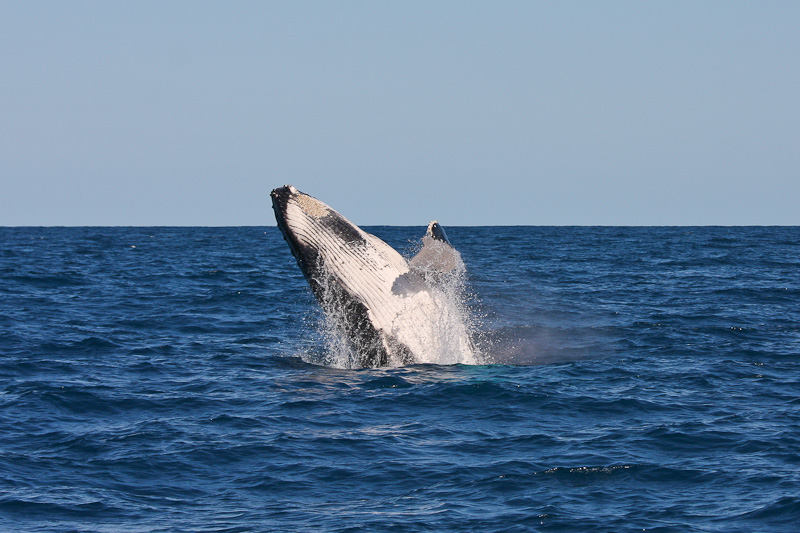 Humpback Whale